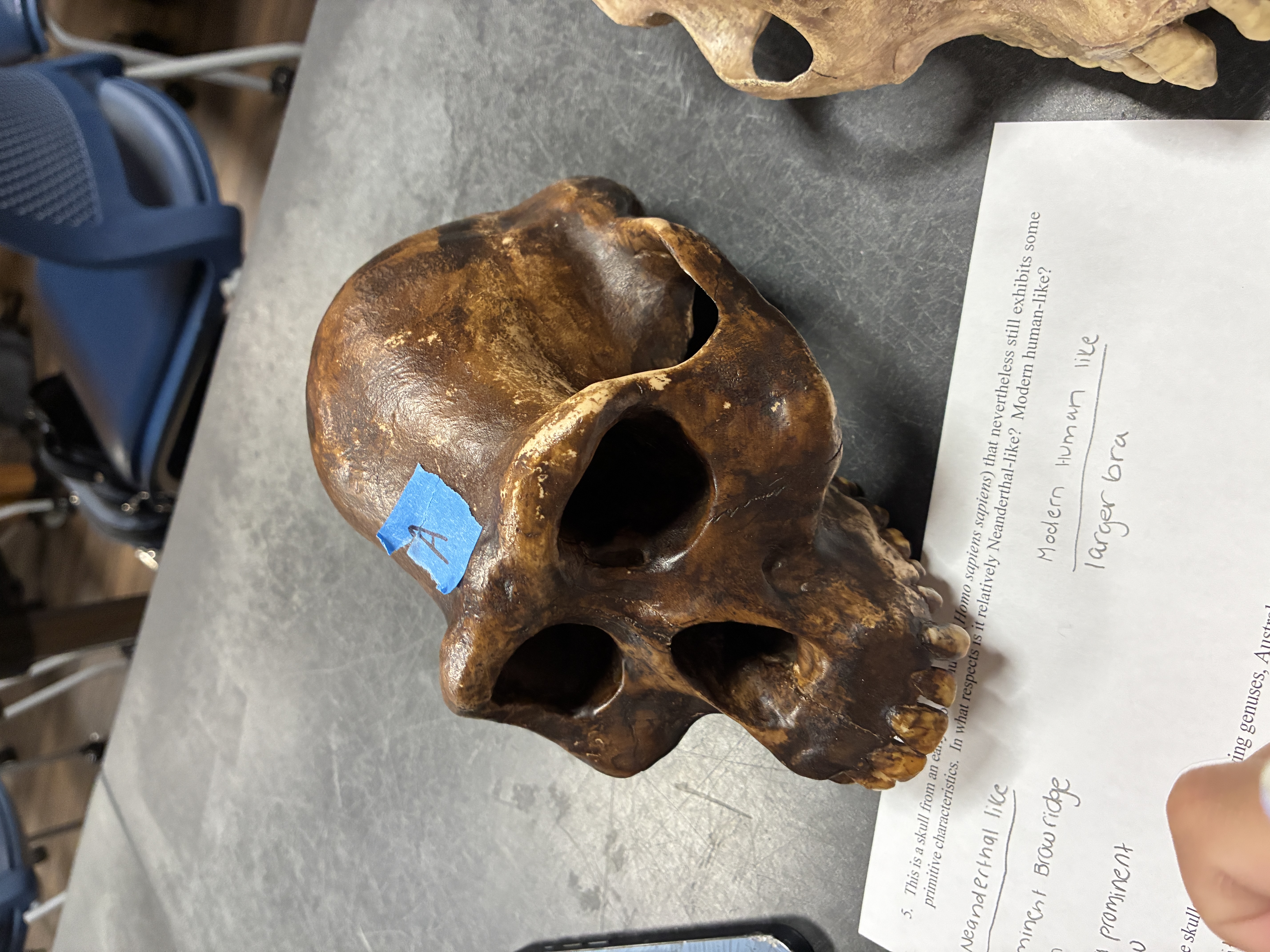 <p><em>Australopithecus afarensis </em>(Lucy)</p>
