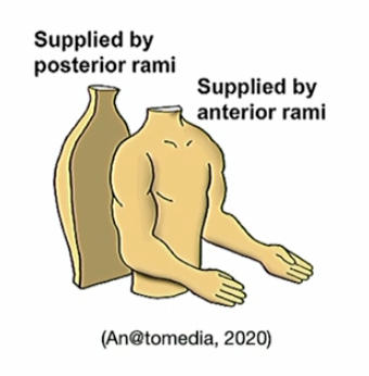 <p>Yes.</p><p>Posterior - structures at the back </p><p>Anterior supplies - structures at the front</p>