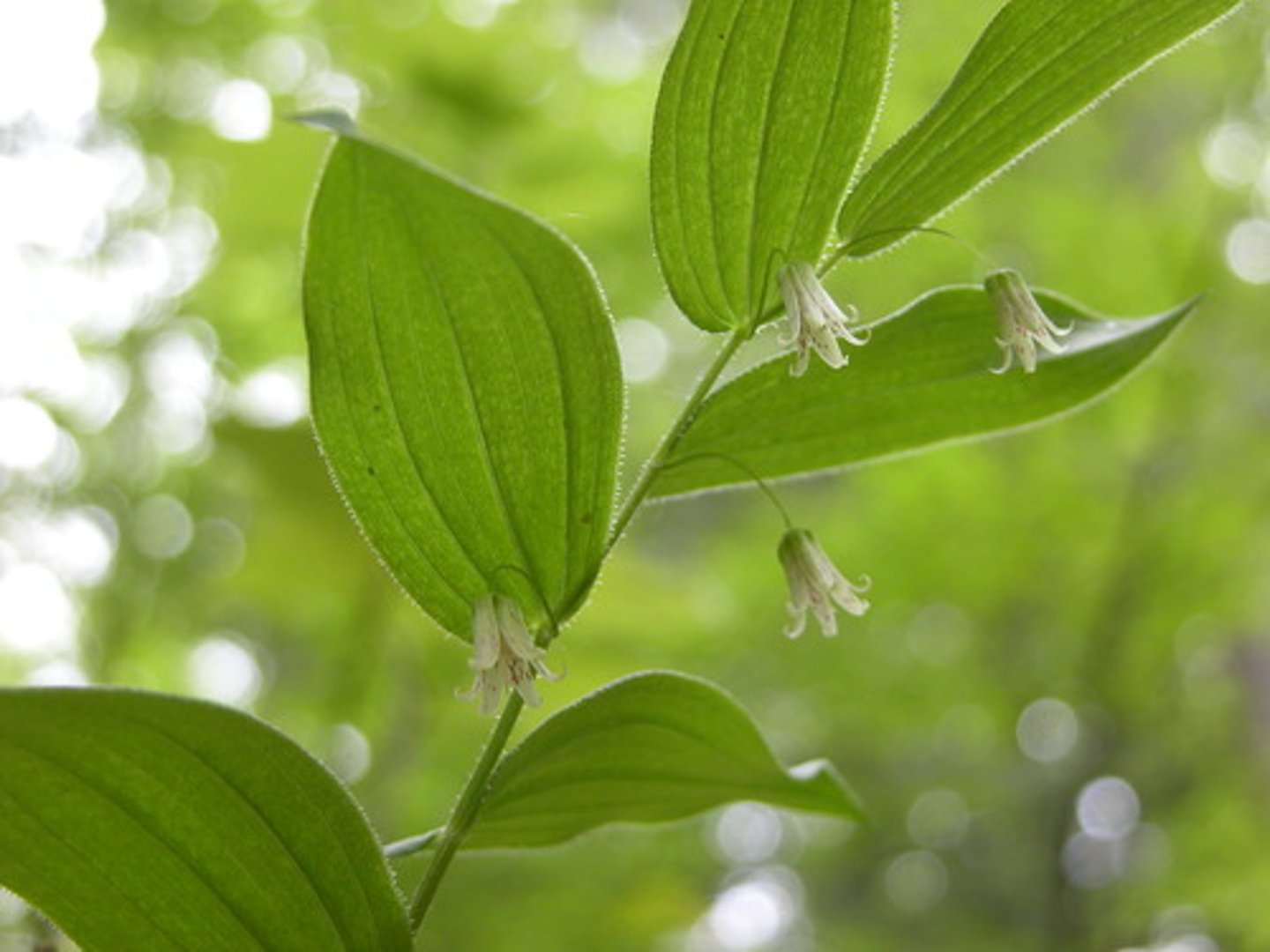 <p>Long hairs on stalk and leaf margin</p>