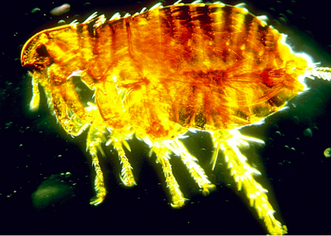 <p>What organism is this?</p>