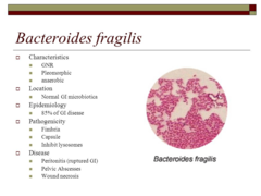 <p>Bacteroides fragilis</p>