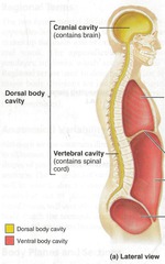 <p>contains the cranial cavity and spinal column</p>