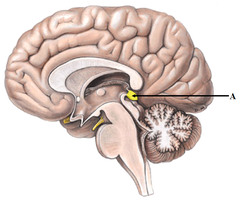 <p>situated between the two hemispheres of the brain where the two halves of the thalamus join</p><p>Hormone Melatonin- targets the brain and regulates daily rhythm(wake and sleep)</p>
