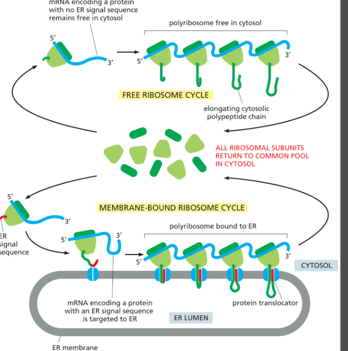 <p>signal made up of 8+ hydrophobic amino acids that directs proteins to ER</p><ul><li><p>this signal sequence will be on amino terminus (N)</p></li><li><p><strong>holds open protein translocator</strong></p></li></ul><p></p>