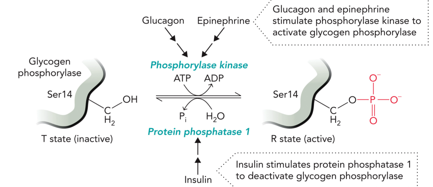 <p>Breaks down glycogen → releases glucose (energy)</p><p>Dephosphorylated: T state, inactive</p><p>Phosphorylated (Ser14): R state, active</p><p>Activation</p><p>Hormones: Glucagon &amp; Epinephrine stimulate phosphorylase kinase to activate glycogen phosphorylase</p><p>Phosphorylase kinase uses: ATP → ADP, adds phosphate to Ser14</p><p>Glycogen phosphorylase becomes phosphorylated, R state (active)</p><p>Deactivation:</p><p>Hormone: Insulin</p><p>Mechanism: Insulin activates protein phosphatase 1 (PP1)</p><p>PP1 removes phosphate</p><p>Phosphorylated&nbsp;enzyme + H2​O → dephosphorylated&nbsp;enzyme + Pi​</p><p>Enzyme goes back to T state (inactive)</p>