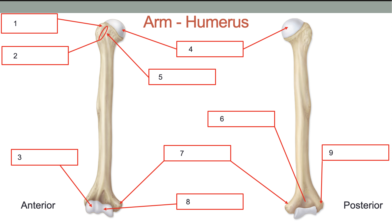 <p>Identify Structures of the Humerus </p>