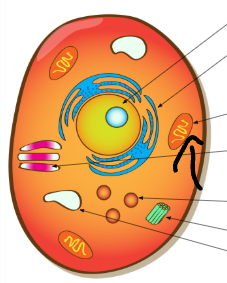 <p>What is the Mitochondria?</p>