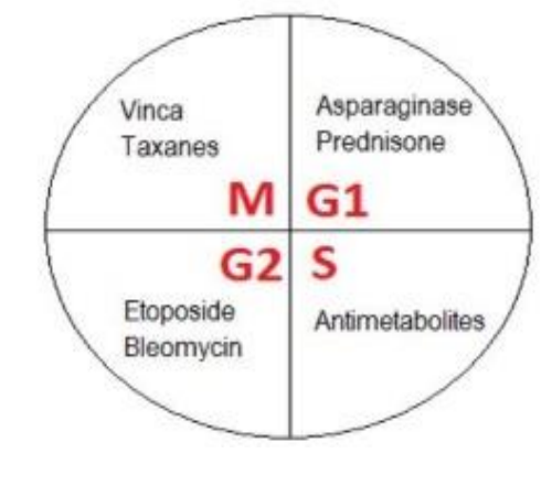 <p>Examples of cell cycle specific agents?</p>