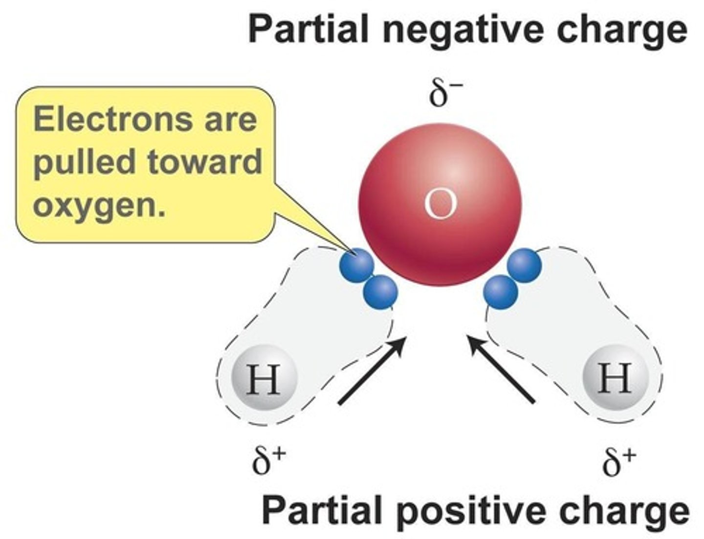 <p>Polar covalent bonds.</p>