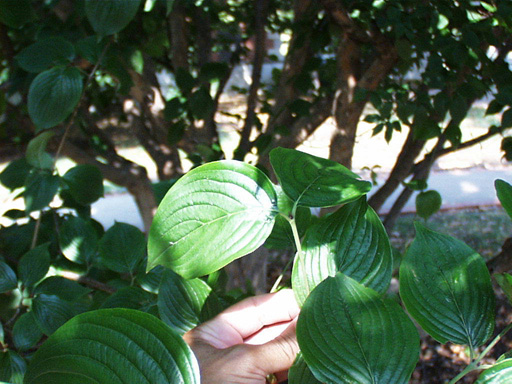 <p>scientific name</p>