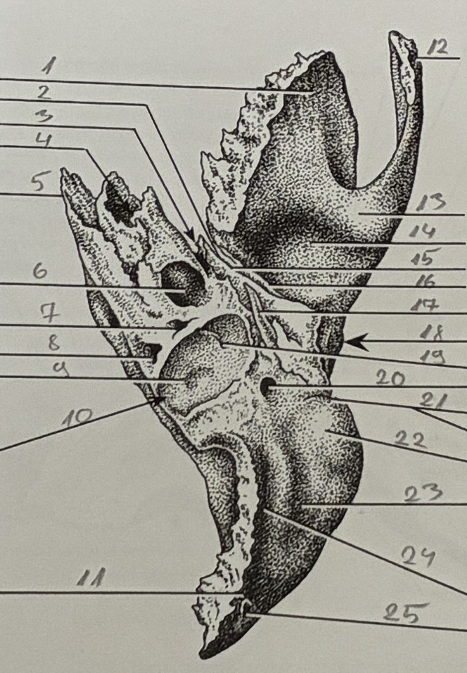 <p>11</p>