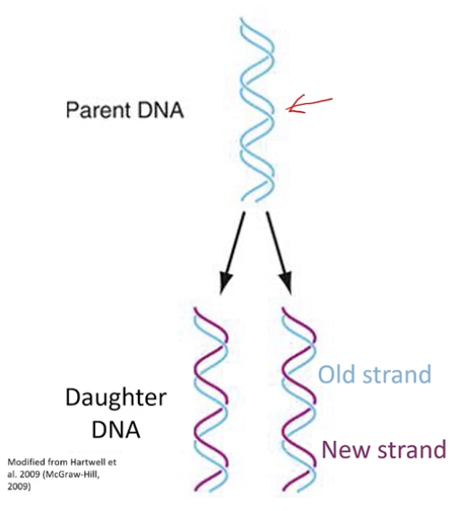 <p>How does DNA structure facilitate replication?</p>