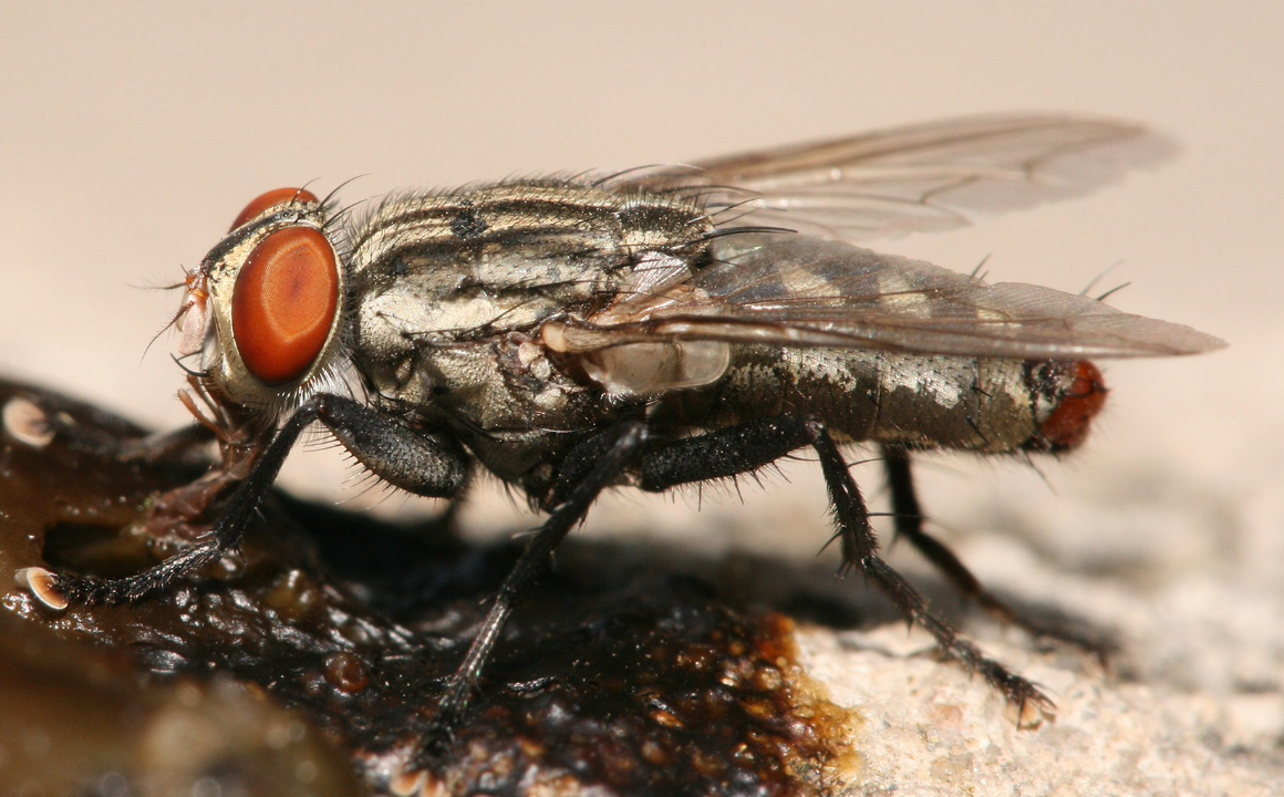 <p>Moscas grandes, coloração acinzentada, listras escuras no tórax, abdômen quadriculado e larviparidade (depositam larvas)</p>