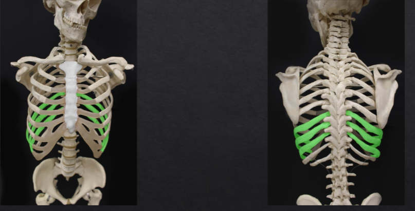 <p> what kind of ribs are highlighted? </p>