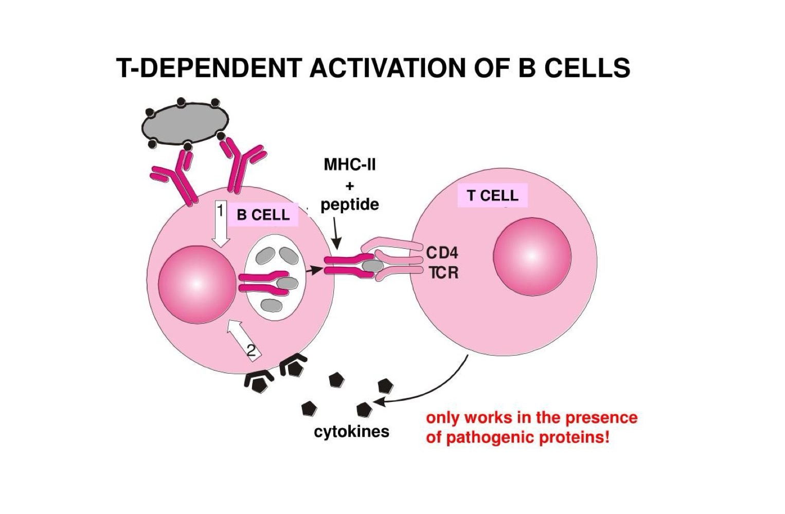 <ul><li><p><strong>B-cell presentation through antigen presenting cell/MCHII (2) to T-helper Cell</strong></p><ul><li><p>B-cells produce IgM/IgG or other antibodies</p></li><li><p>Memory B-cells formed</p></li></ul></li></ul><p></p>