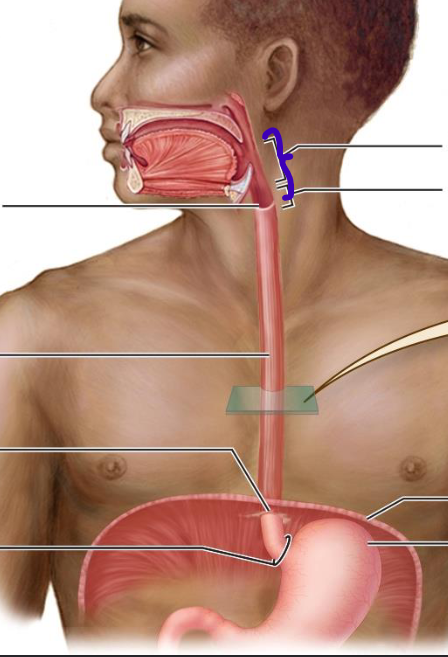 <p>inferior two thirds involved in respiration and digestion</p>