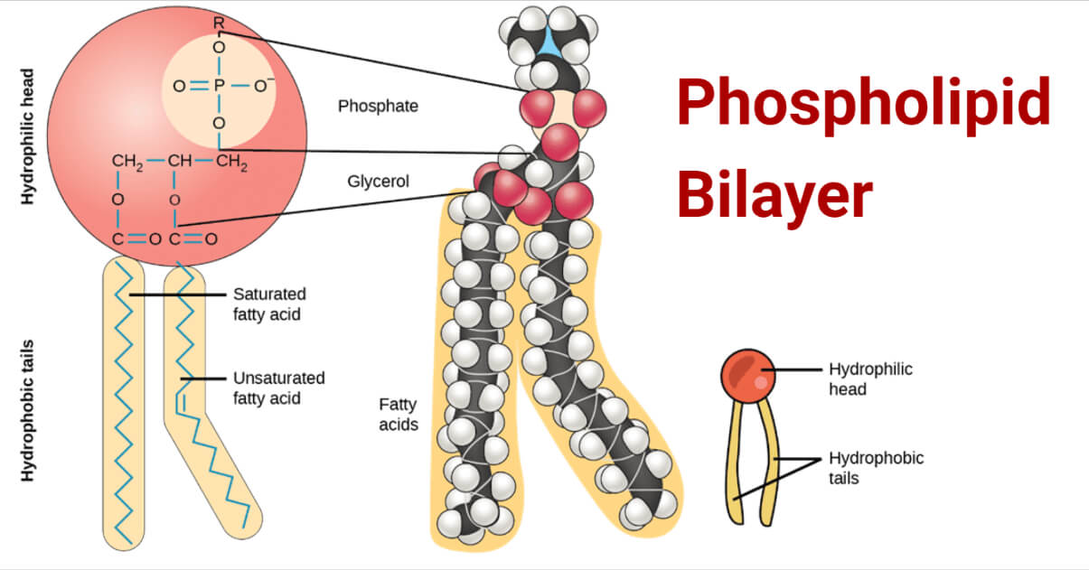 <p>2 fatty acid chains linked to glycerol, phosphate linked to 1 of 4 possible head groups, they are amphipathic</p>