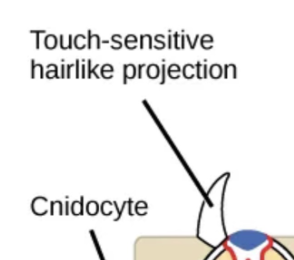 <p>Hair-like projection</p><p>When touched (chemically or physically), it causes the nematocyst [capsule] to fire</p>