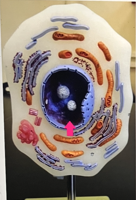 <p>identify the cell part…..this answer is NOT “nucleus” (hint: genetic material in nondividing cell”</p>