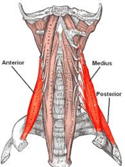 <p>deep, sides of neck</p>