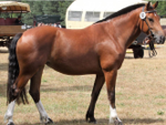 <p>welk type paard is dit</p>