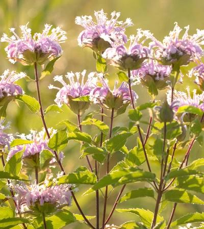 <p>Forb - Aromatic native perennial with lavender, tubular flowers arranged in rounded clusters. Common in prairies, old fields, and woodland edges; heavily visited by bees, butterflies, and hummingbirds.</p>