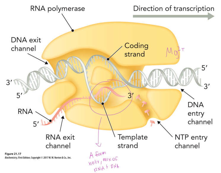 <ul><li><p><strong>DNA entry channel:</strong> where duplex DNA enters the enzyme</p></li><li><p><strong>RNA polymerase</strong> unwinds DNA to expose the <strong>template strand</strong></p></li><li><p><strong>Template strand</strong> is read to synthesize RNA; the RNA-DNA hybrid formed here is an <strong>A-form helix</strong> (mix of RNA + DNA)</p></li><li><p><strong>Coding strand:</strong> displaced, non-template strand (re-anneals with template downstream)</p></li><li><p><strong>NTP entry channel:</strong> where incoming ribonucleotides enter to be added to the growing RNA</p></li><li><p><strong>Mg²⁺:</strong> required as a cofactor for catalysis (same general role as in DNA polymerase)</p></li><li><p><strong>RNA exit channel:</strong> where the newly synthesized RNA (5' end first) exits the enzyme</p></li><li><p><strong>DNA exit channel:</strong> where the DNA duplex re-forms and exits after transcription</p></li><li><p>Overall <strong>direction of transcription</strong>: enzyme moves along DNA, synthesizing RNA 5'→3'</p></li></ul><p></p>