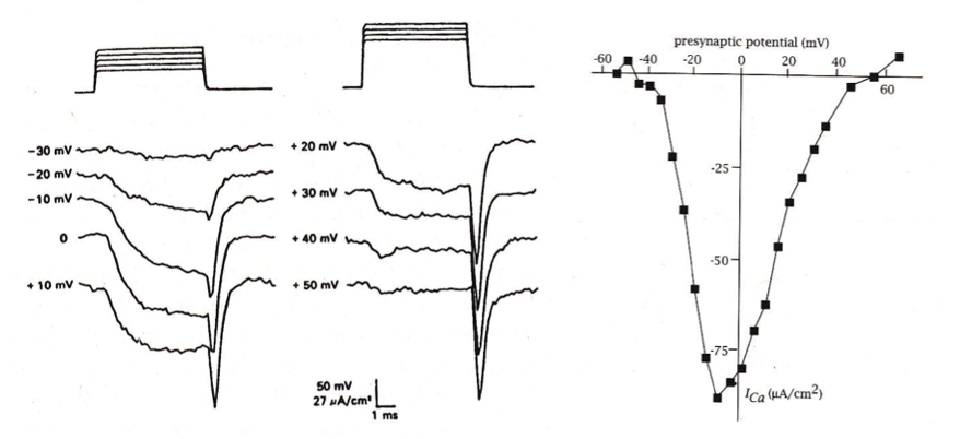 <ul><li><p><span style="font-family: "Helvetica Light";">when the presynaptic terminal is depolarized, voltage-gated calcium channels mediate an inward calcium current that increases as the channel opens, but decreases as the membrane potential approaches the reversal potential.</span></p></li><li><p><span style="font-family: "Helvetica Light";">interestingly, the largest calcium currents are associated with the offset of the depolarizing stimulus</span></p></li></ul><p></p>