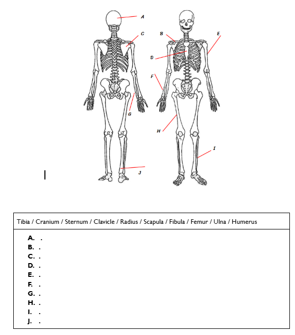<p>Name the bones</p>