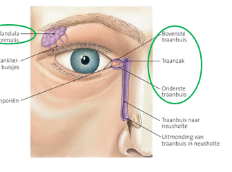 <p>accesore structuur van het oog</p><p>tussen ooglid en wenkbrauw</p><p>traanbuisjes die vocht naar het oog brengen </p>