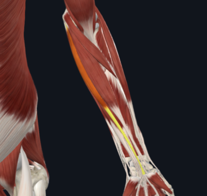 <p>What is the muscle shown in the photo?</p>