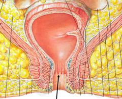 <p>circular folds inferior to anal columns</p>