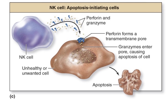 <p>Apoptosis-initiating cells</p>