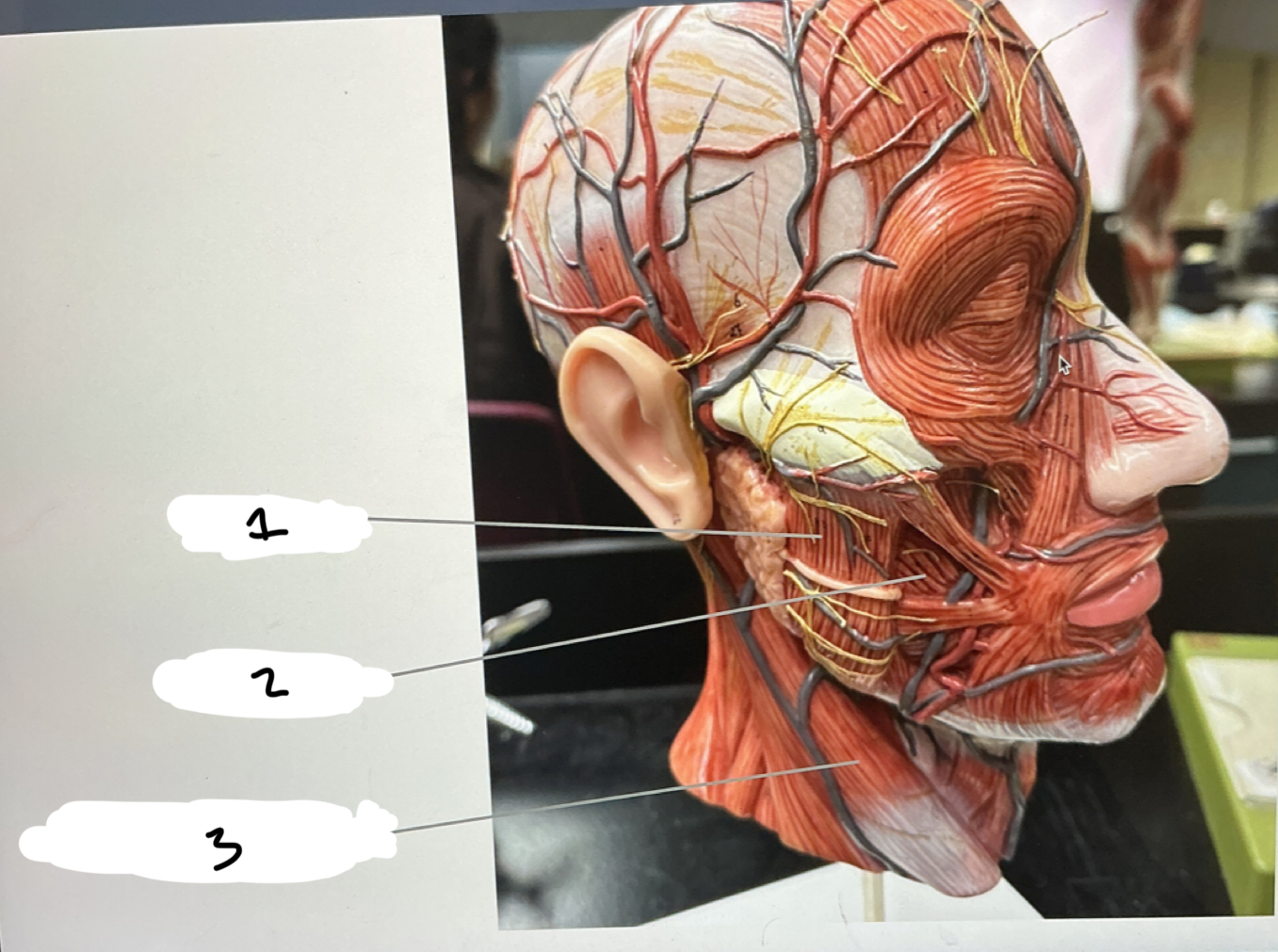 <p>1.XX</p><p>2.XX</p><p>3.XX</p>