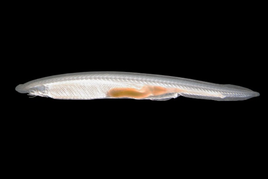 <p><span>Se encuentran en aguas costeras poco profundas de mares templados y tropicales.</span></p><p><span>Filtradores. Se alimentan principalmente de <strong>fitoplancton, diatomeas y detritos</strong> orgánicos microscópicos.</span></p>