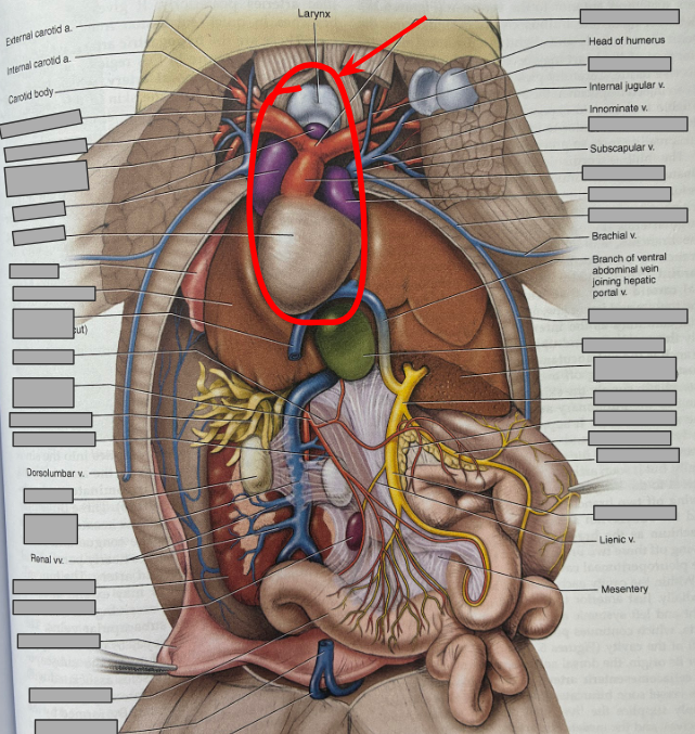 <p>What part of the organism is this?</p>