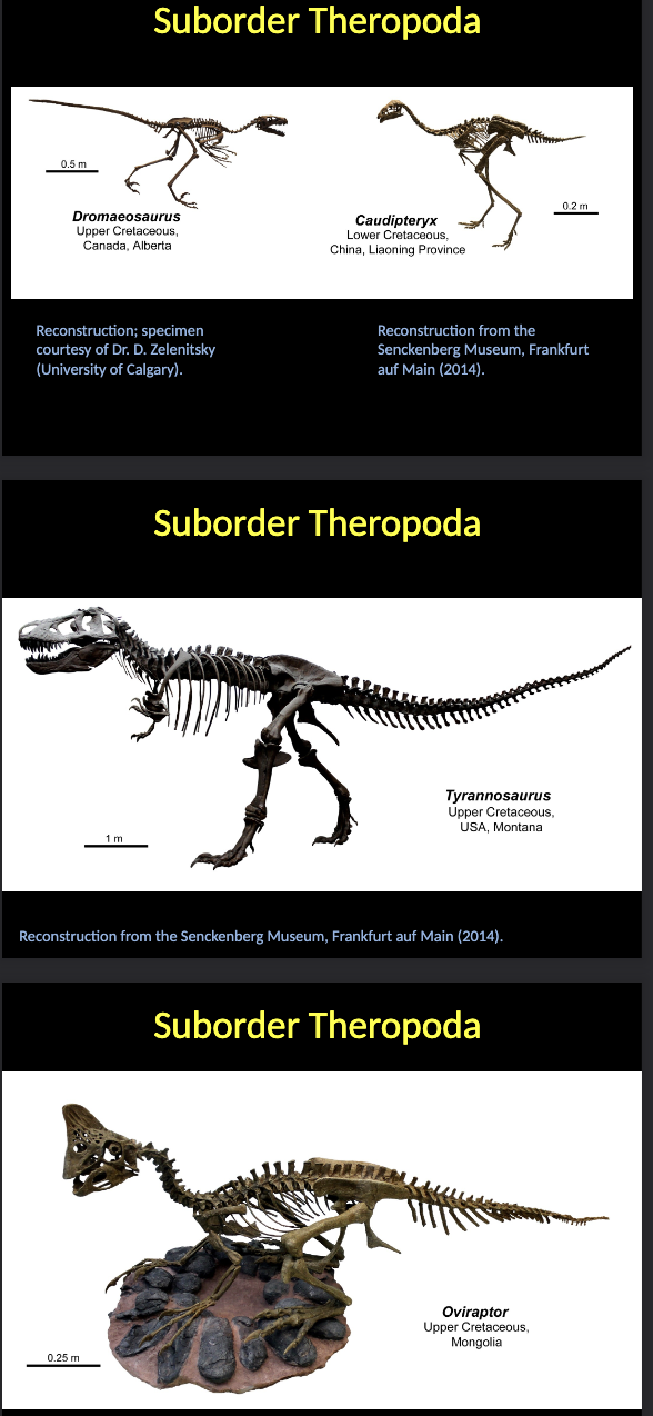 <p><span style="color: rgb(255, 255, 255);">Suborder Theropoda</span></p><ul><li><p><span style="color: rgb(255, 255, 255);">The representatives of this suborder present a wide variability in size, from a few tens of centimeters to ten meters in length.</span></p></li><li><p><span style="color: rgb(255, 255, 255);">Some of them were APEX PREDATORS throughout the group’s history.</span></p></li><li><p><span style="color: rgb(255, 255, 255);">Stratigraphical range: UPPER TRIASSIC (Carnian) – CRETACEOUS.</span></p></li></ul><p></p>