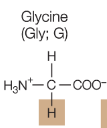 <p>Glycine</p>