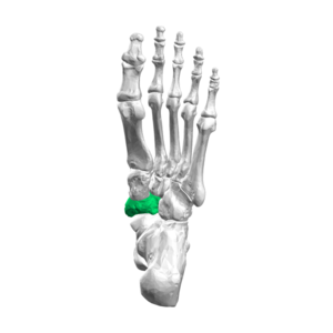 <p>What foot bone is this?</p>