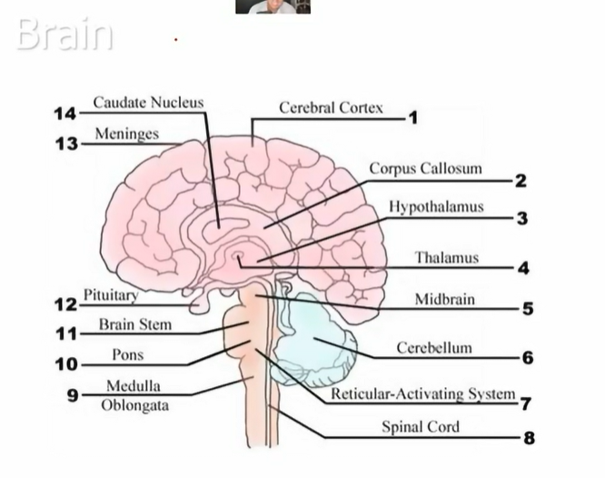<p>know this figure</p>
