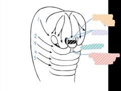 <p>Mandible</p>