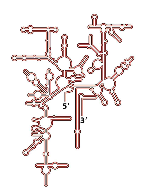 <p><span>rRNA folds into stable secondary (and tertiary) structures</span></p>