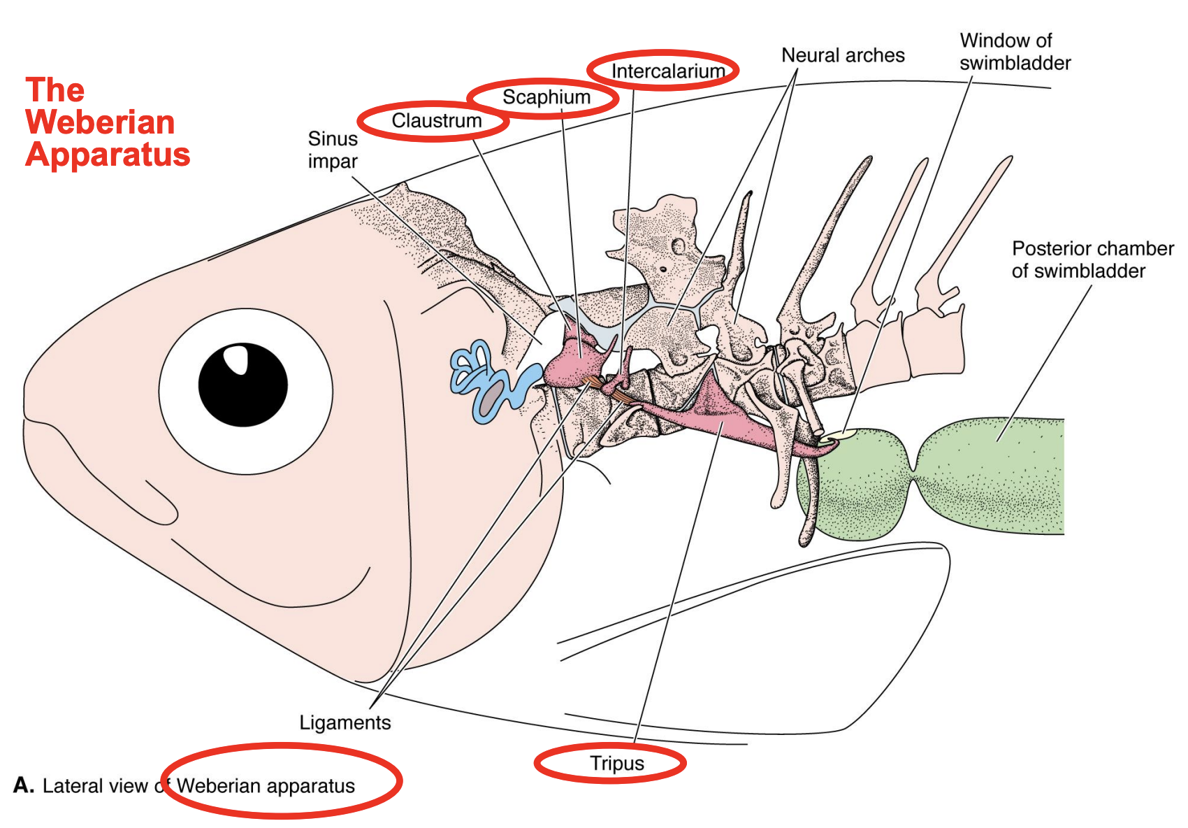 <p>a chain of small bones known as ossicles that enhances hearing by connecting the swim bladder to the inner ear, allowing for improved sound perception.</p><ul><li><p>including the tripus, claustrum, intercalarium, and scaphium.</p></li></ul><p></p>