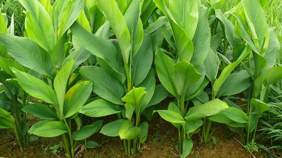 <p>ขมิ้นชัน</p><ul><li><p>Parts used</p></li><li><p>Taste</p></li><li><p>Uses</p></li><li><p>Contraindications</p></li></ul><p></p>