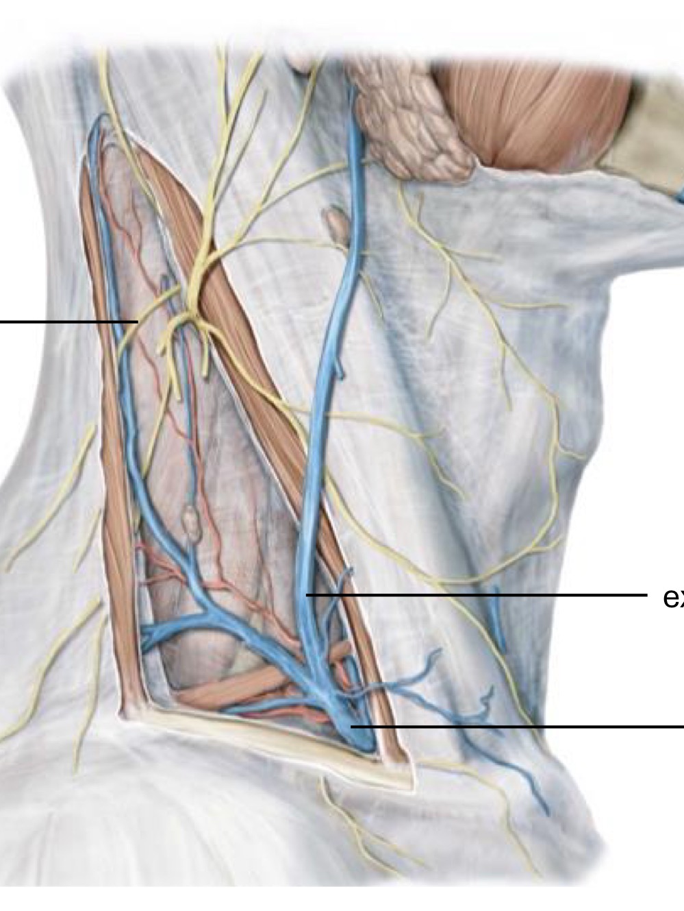 <p>Fill in the blank</p>