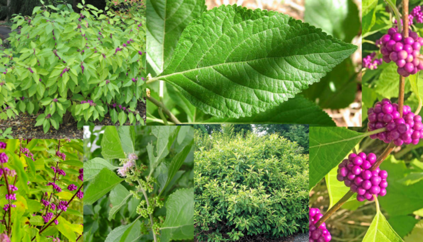 <ul><li><p>clusters of purple berries</p></li><li><p>wrinkly looking leaves</p></li><li><p>bush formation</p></li></ul><p></p>