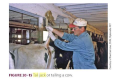 <p>a restraint method to restrain the hind legs that can reduce kicking in hind limbs when doing minor procedures</p><p>use two hands to apply at the BASE of the tail. slowly, not jerking, lift straight up over the back</p>