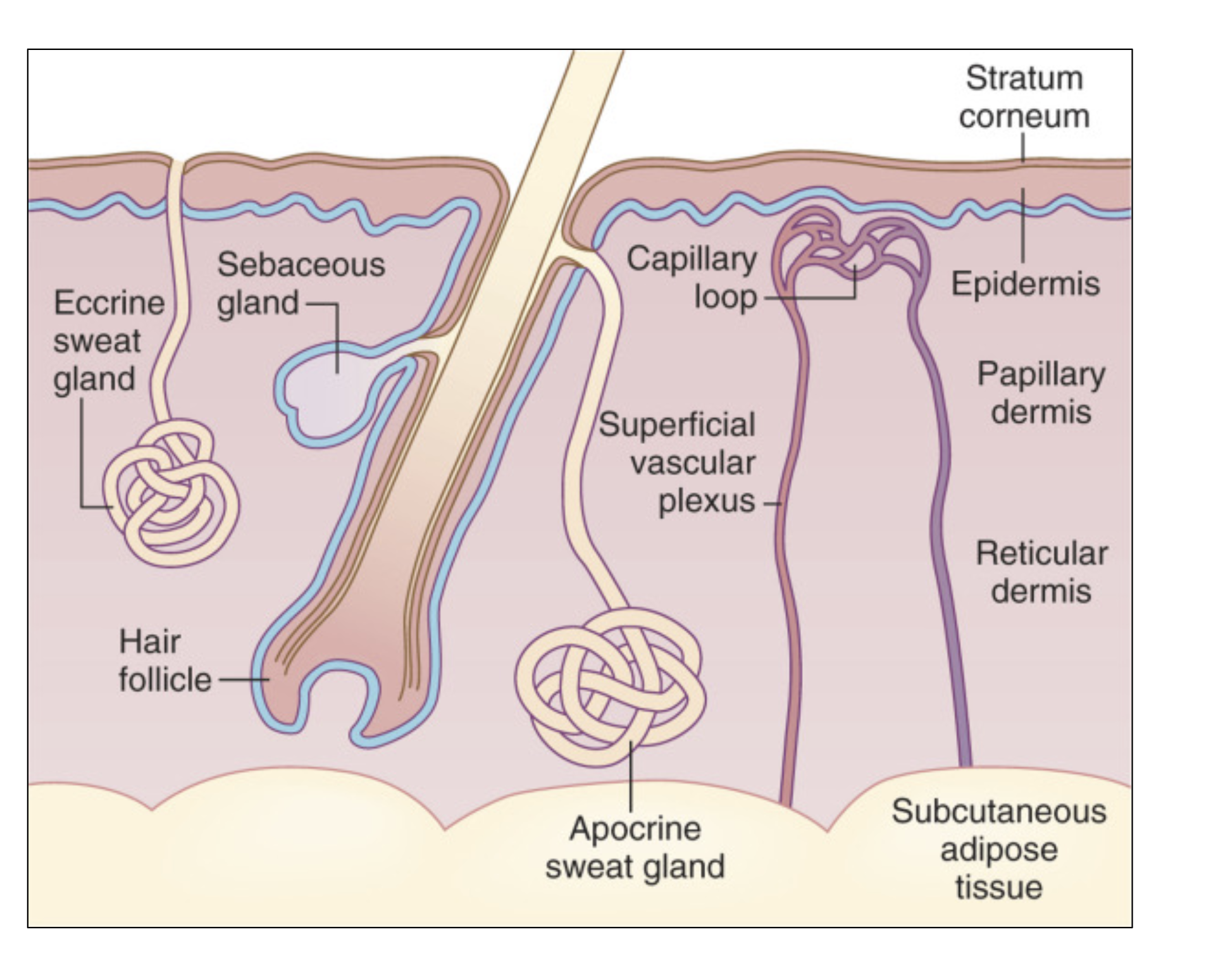 <ul><li><p>axillary, anal, genital areas only </p></li><li><p>duct opens to the hair follicle (similar to sebaceous) + mixes with sebum/stuff </p><ul><li><p>dumps into hair follicle </p></li></ul></li><li><p>milky “sweat” </p></li><li><p>body odor </p></li><li><p>no thermoregulatory function </p></li></ul><p></p>