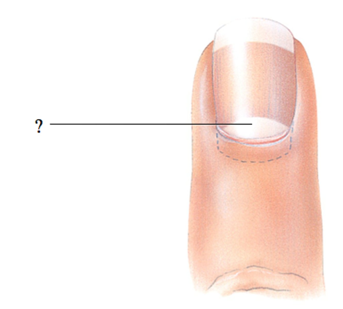 <p>moon-shaped part of nail</p>