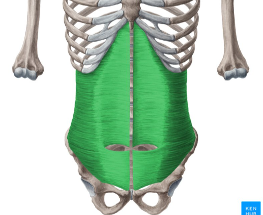 <p>Transverse Abdominis</p>